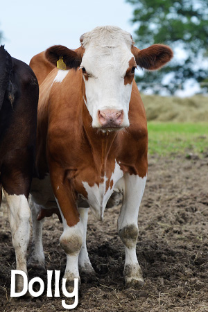 Kuh Dolly Kopf Steht Milchkuh Kuhrettung