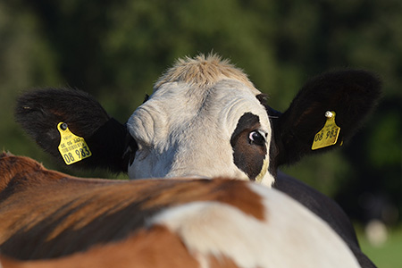 Kuh Netty Guckt Schwarzes Auge Ohren Abstehend Faerse Kuhrettung