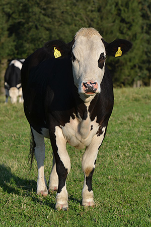 Kuh Netty Steht Frontal Schwarze Nase Faerse Kuhrettung