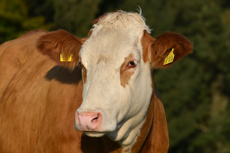 Kuh Nita Kopf Seitlich Guckt Vertraeumt Braune Augen Faerse Kuhrettung