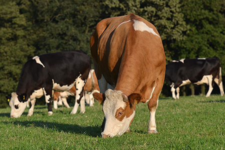 Kuh Nora Steht Frisst Milchkuh Kuhrettung