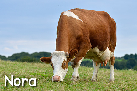 Kuh Nora Steht Seite Frisst Gescheckt Milchkuh Kuhrettung